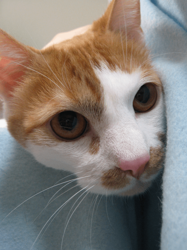 Útulek Bohnice, Domeček