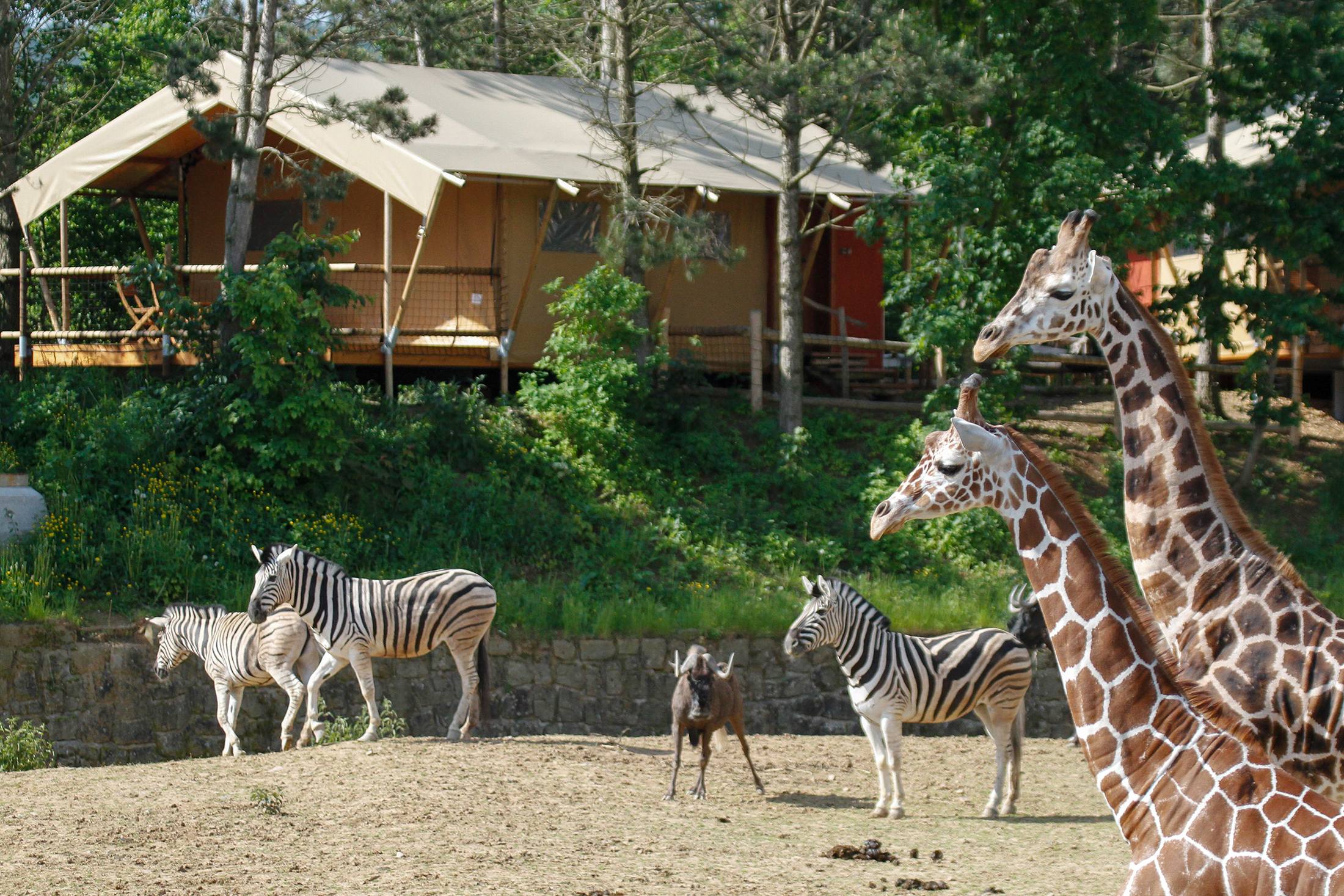 safari kemp dvur kralove zoo safari park resort