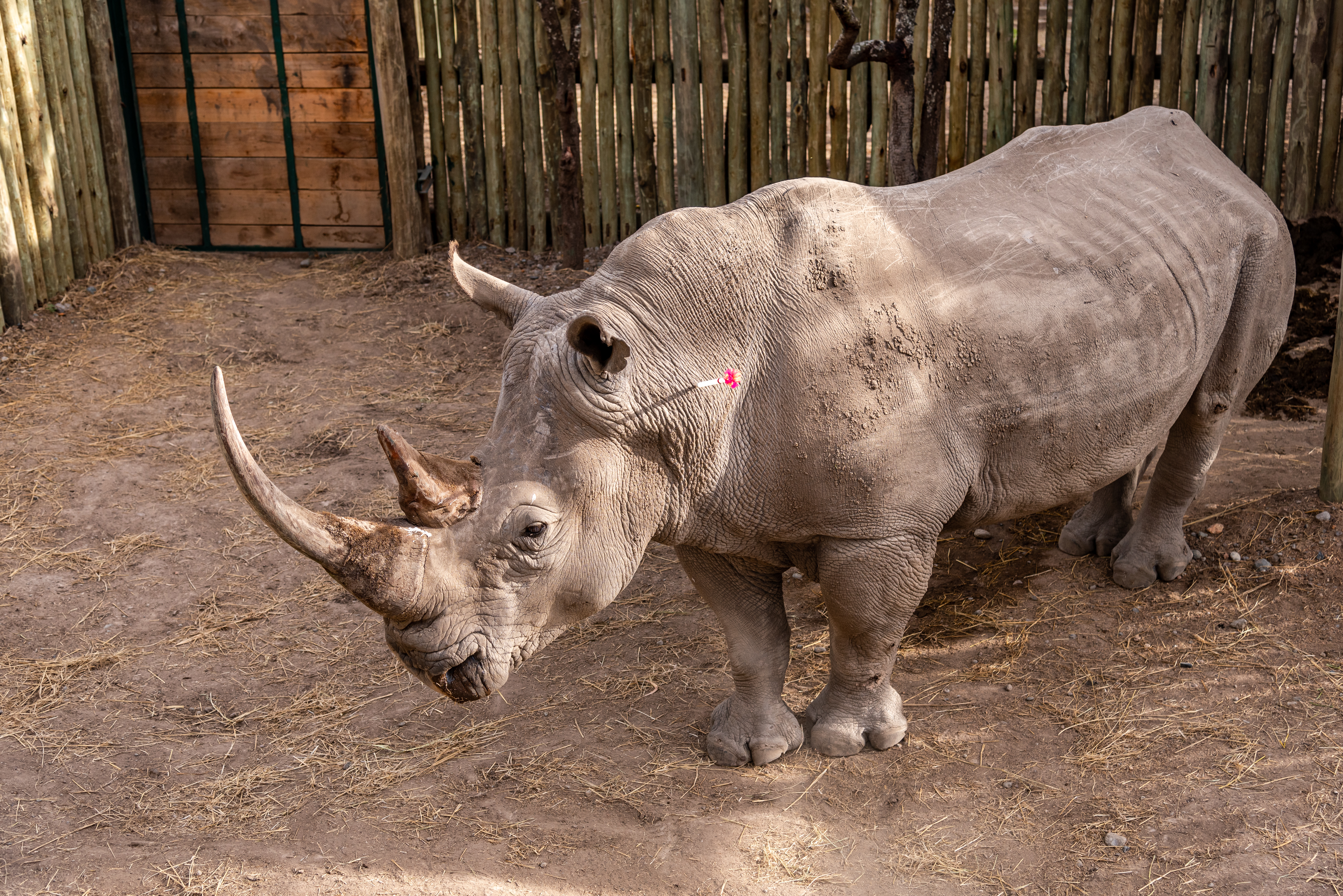 BioRescue creates four new embryos and gets ready for next steps of the northern  white rhino rescue mission : Safari park