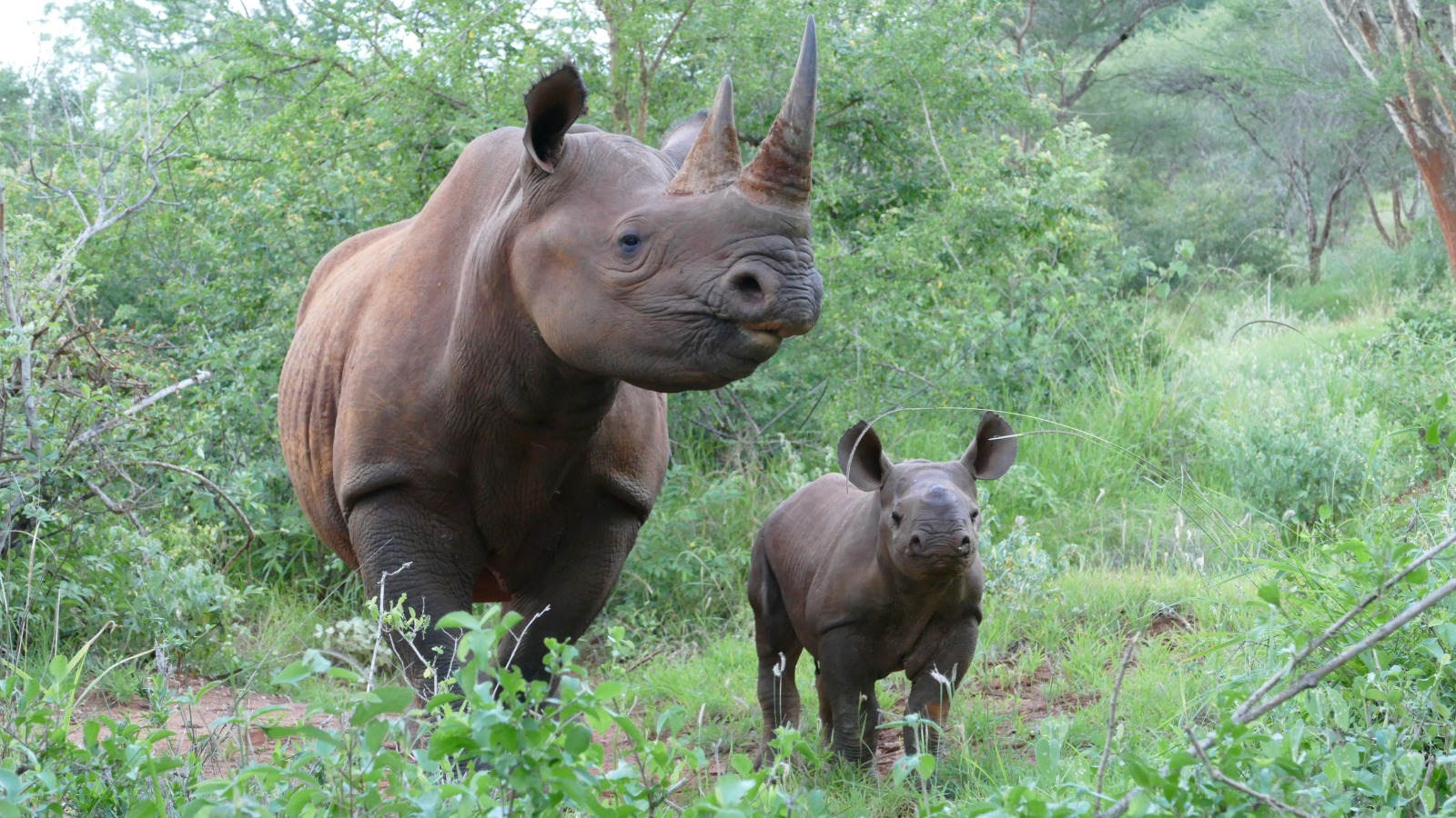 Воловьи птицы и носорог тип. Носорог в Танзании. Воловьи птицы и носорог. Носорог м воловья птица. Самых редких в мире Носорогов на островах.